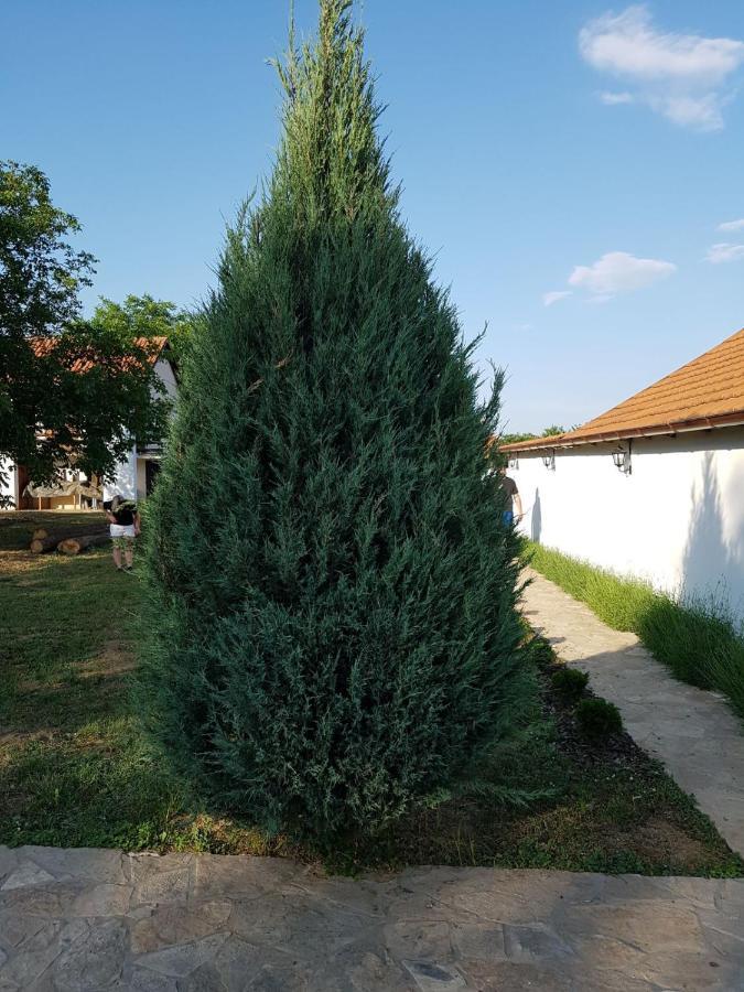 Vikendica Lesic Vila Cortanovci Exterior foto